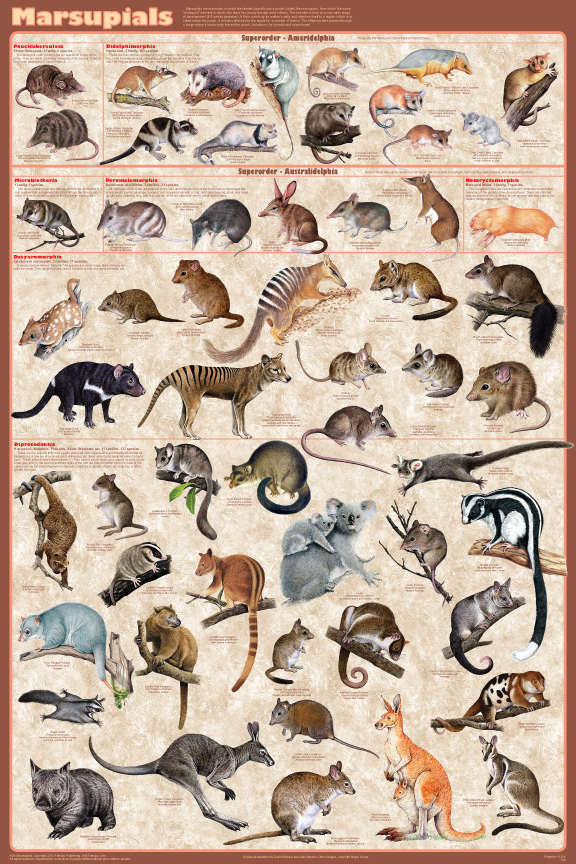 Marsupial Mammals